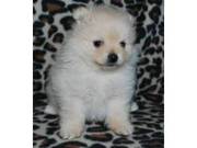 Fluffy Snappy Pomeranian puppies for sale